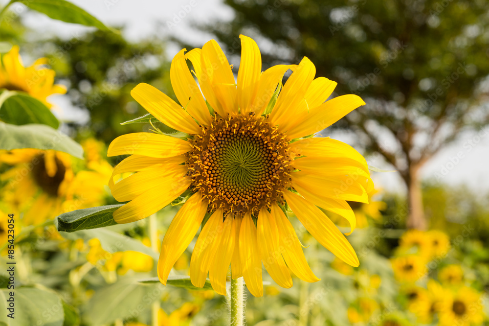 sunflower field