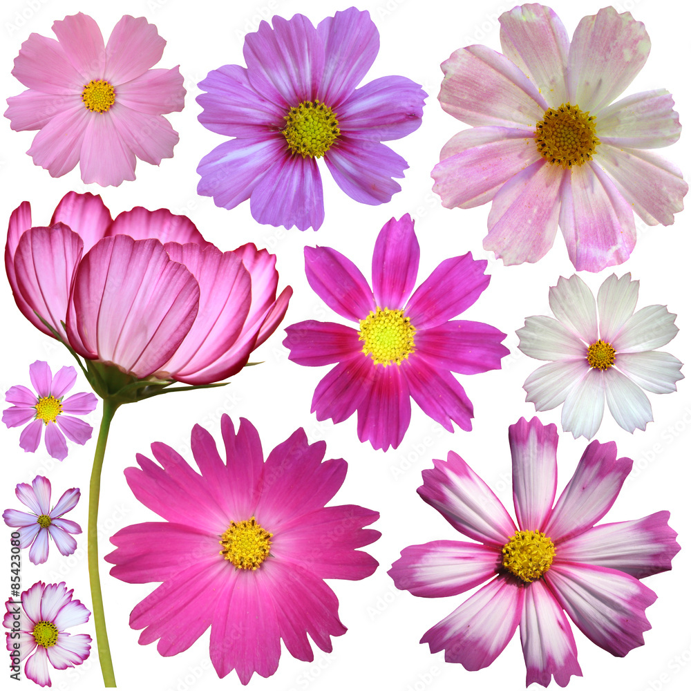 Fototapeta premium Set of cosmos flowers