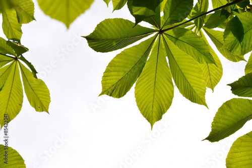 Frame of translucent horse chestnut textured green leaves in bac