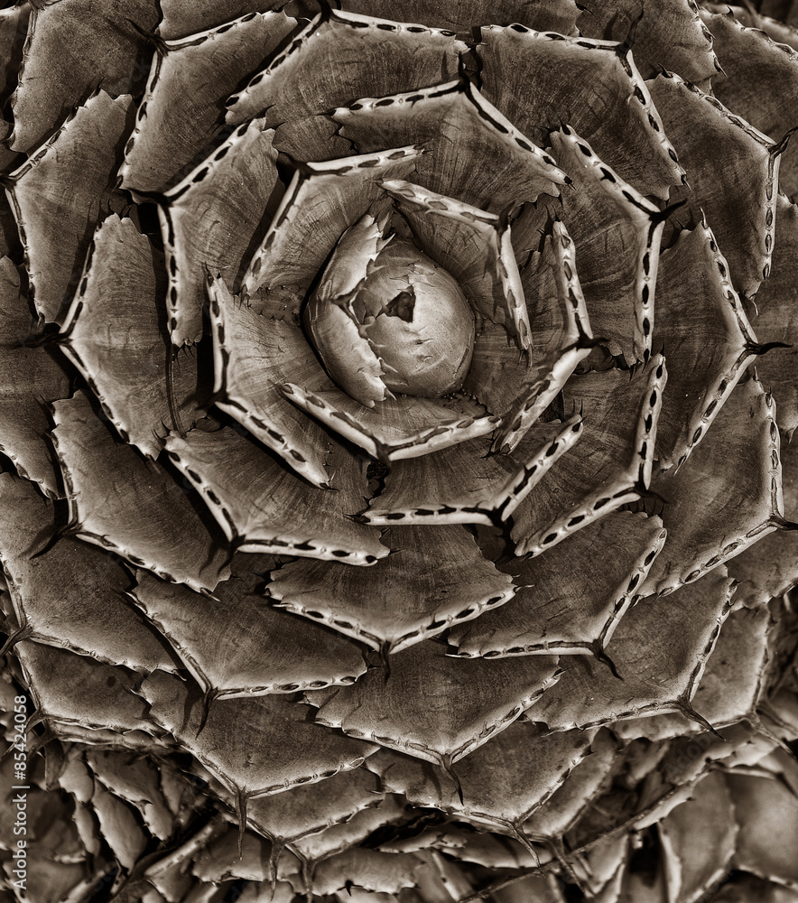 Cactus in The southwest America in Black and White