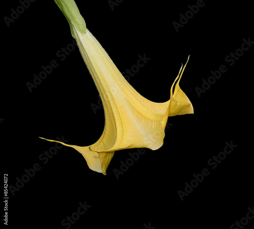 Obraz na plátne Angels Trumpet