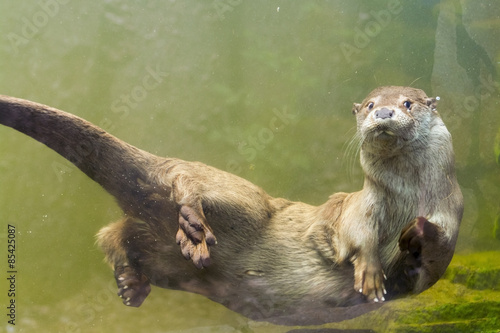 European otter (Lutra lutra lutra) photo