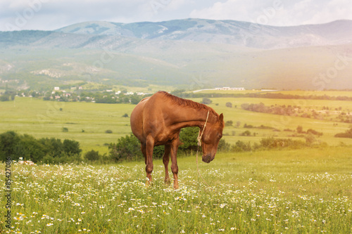 Beautiful brown horse in the mountains of Crimea © _chupacabra_