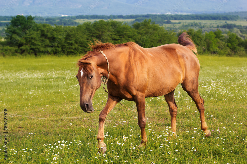 Obraz premium Beautiful brown horse is feeding at field