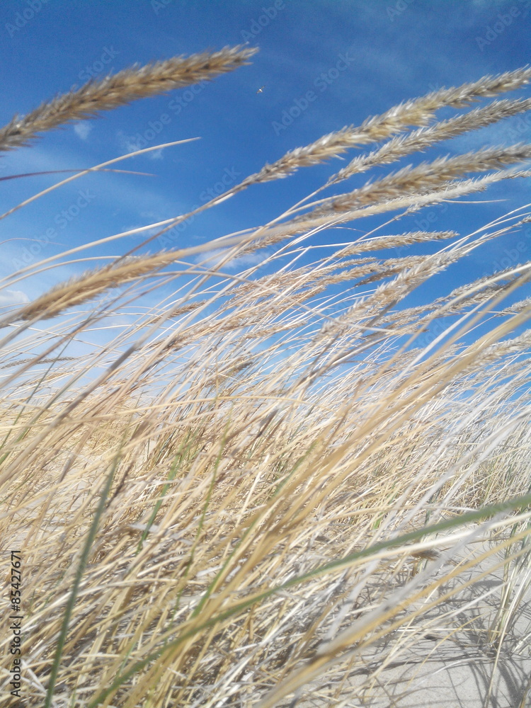 Obraz premium Beach on Baltic Sea