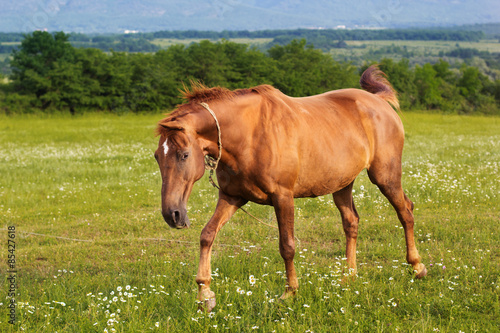 Beautiful brown horse is feeding at field