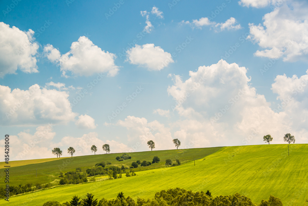 Fototapeta premium Summer countryside with green fields and trees