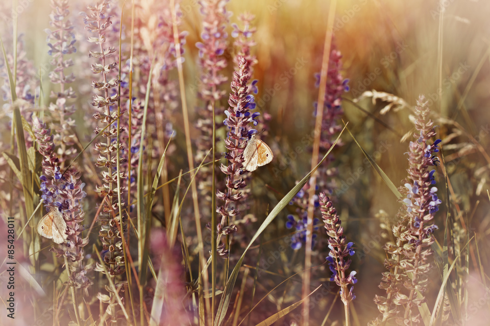 Obraz premium Butterflies on purple meadow flowers
