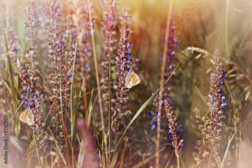 Butterflies on purple meadow flowers