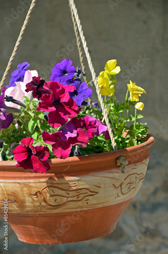 Petunia flowerpot