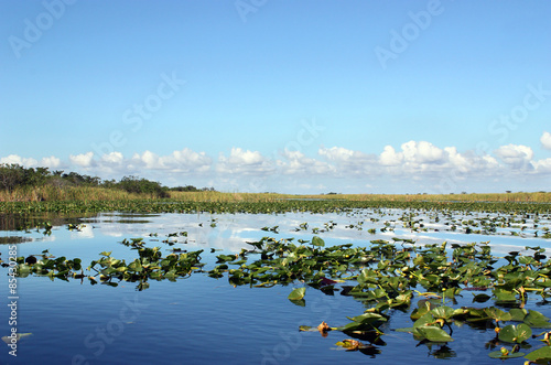 Everglades Wetland