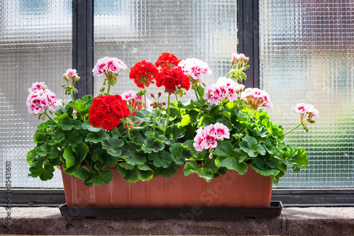 Geranium on window sill