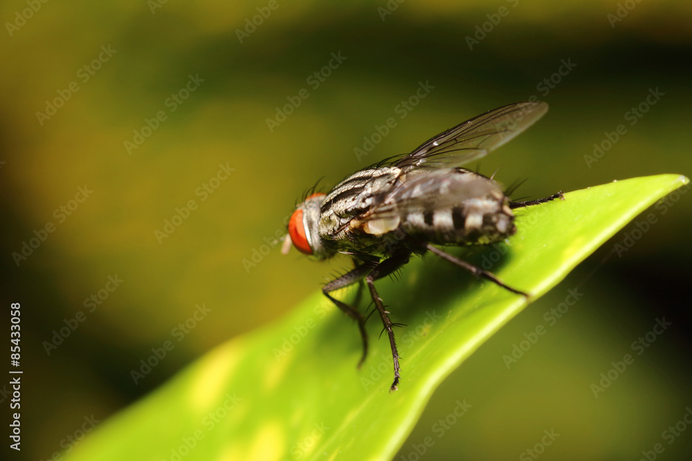 Small bug ,insect in green garden Thailand summers season Small bug ,insect in green garden Thailand summers season