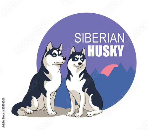 Husky Siberian