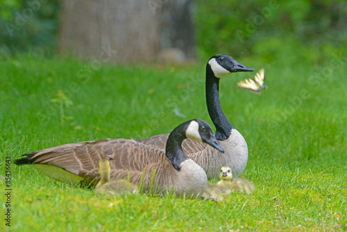 Canada Geese, goslings, and butterfly lay in green grass.