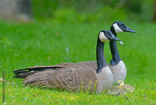 Pair of Canada Geese with babies.