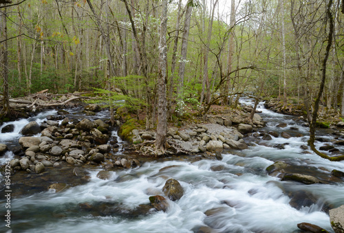 Spring waters in the Great Smoky Mountains.
