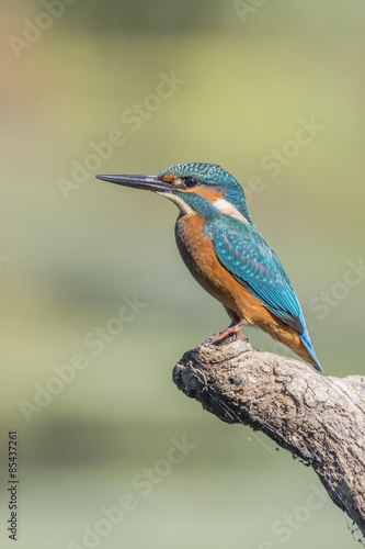 Common kingfisher   © fsanchex