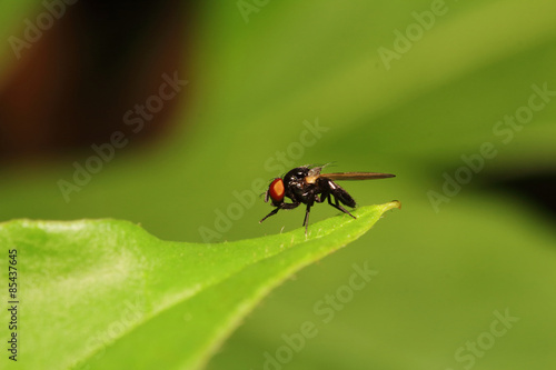 Small insect in the garden Thailand © sarawuth123