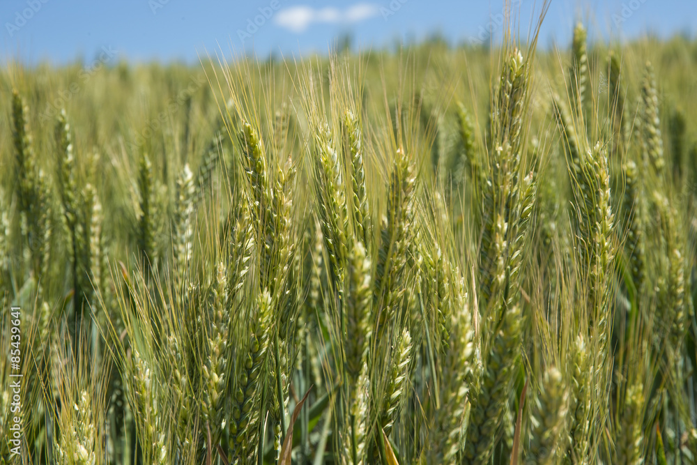 Obraz premium Wheat field