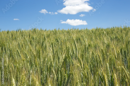 Wheat field