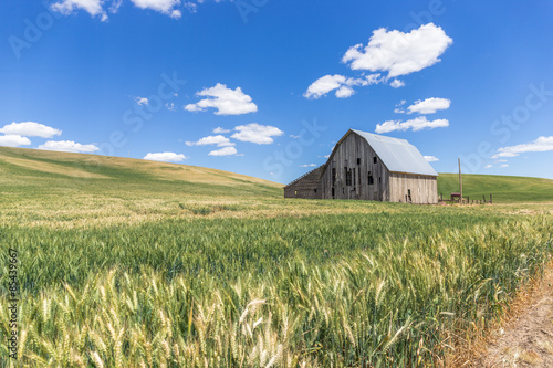 Old abandoned barn and wheat field