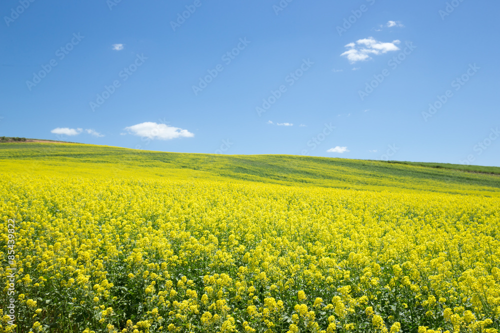 Yellow canola flower field