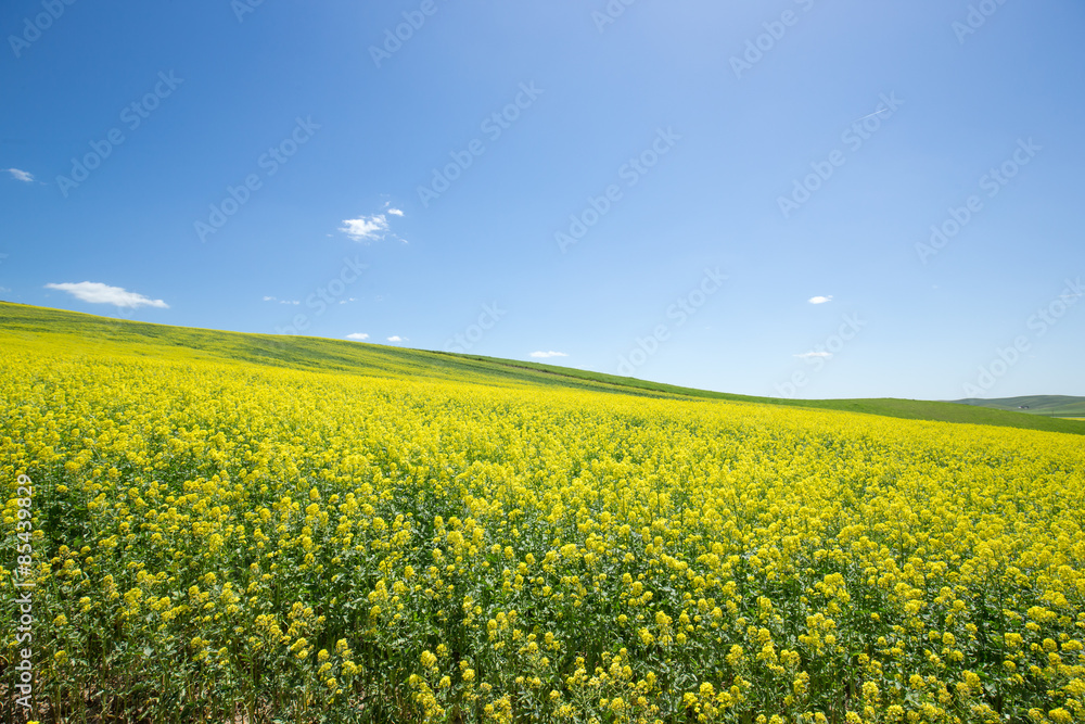 Yellow canola flower field