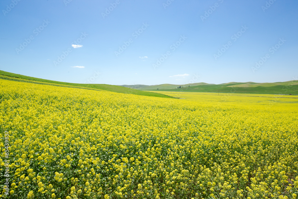 Fototapeta premium Yellow canola flower field