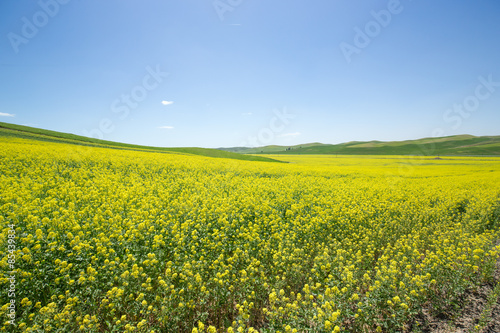 Yellow canola flower field © blvdone