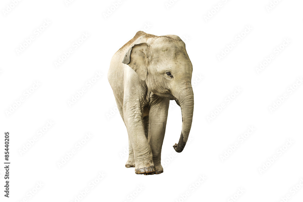 Naklejka premium Asia elephant jungle in Thailand