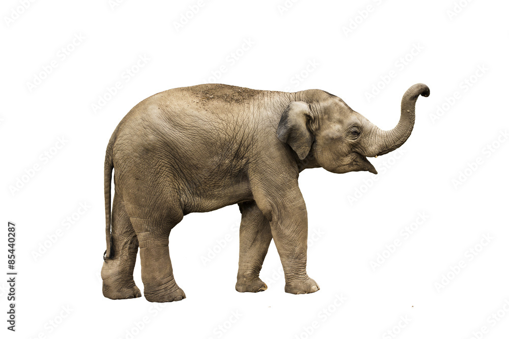 Naklejka premium Asia elephant on isolated white background