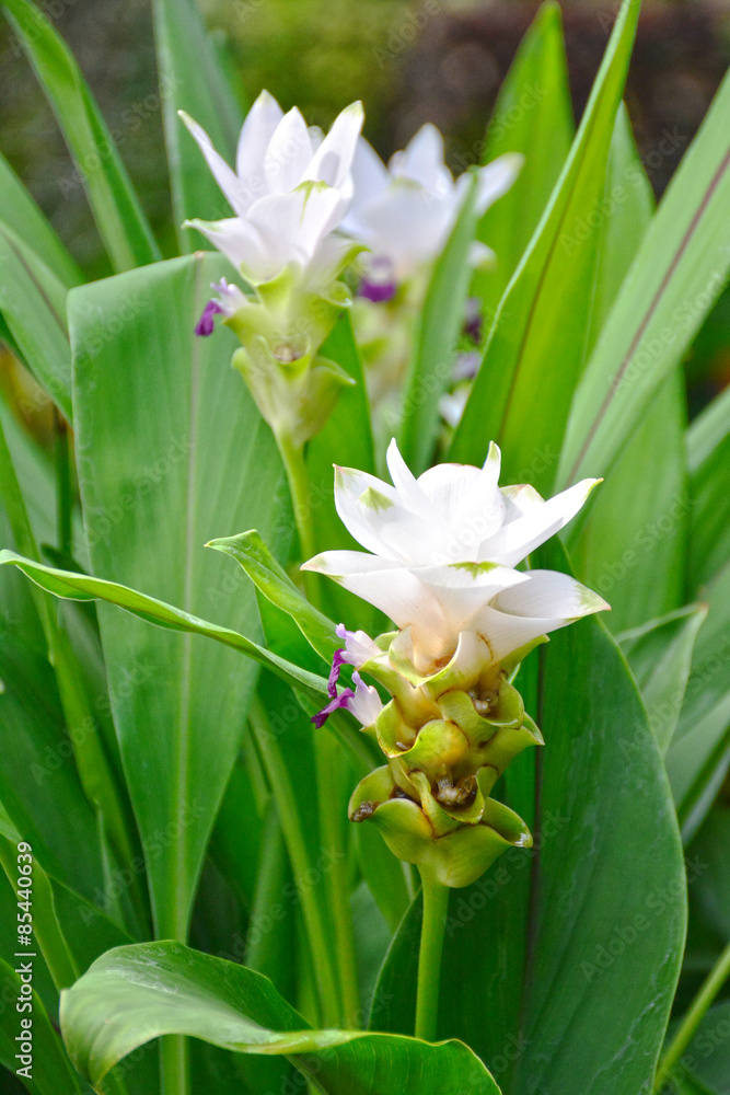 Curcuma alismatifolia blooming. Curcuma alismatifolia blooming.