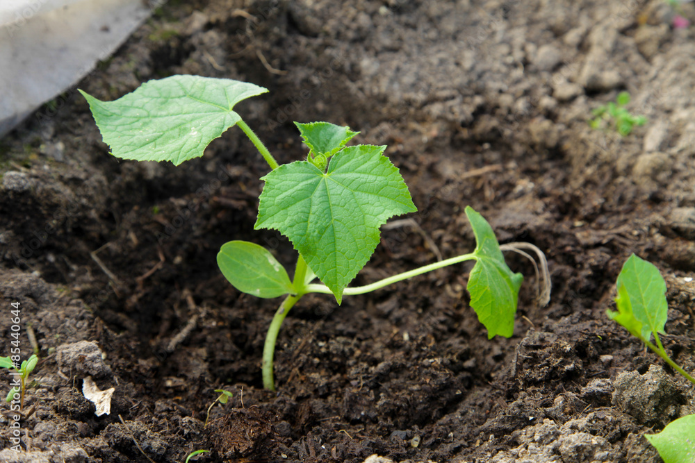 cucumber seedlings