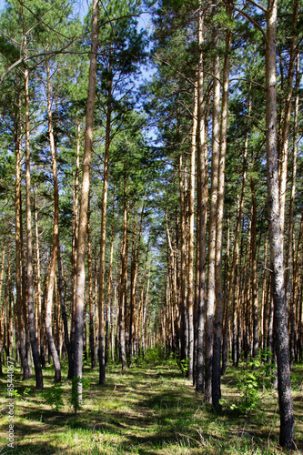 walkway in the pine forest