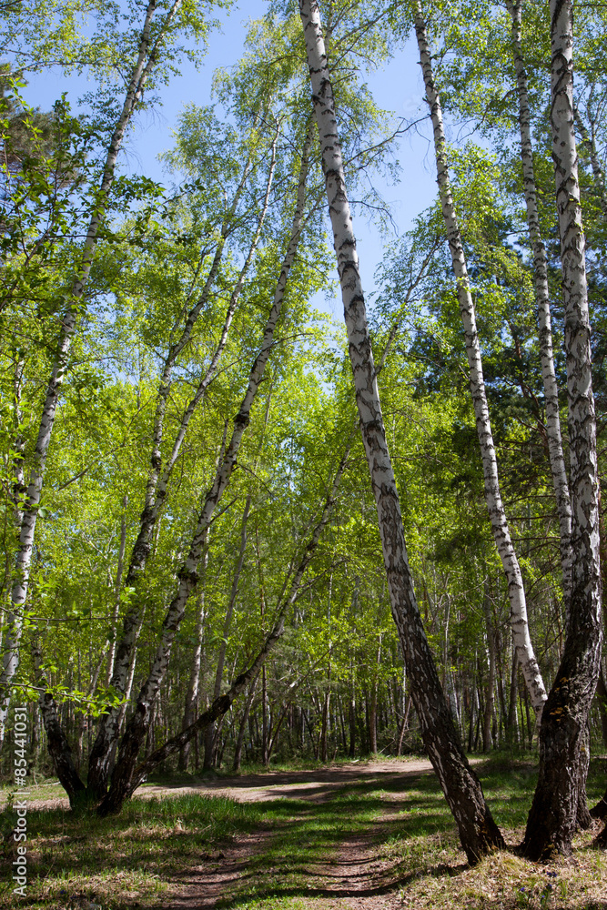 Fototapeta premium road in the birch forest in the early spring