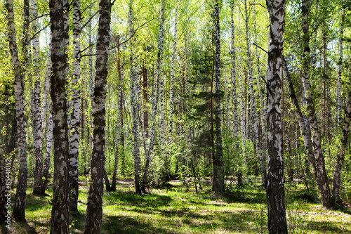 Fototapeta Naklejka Na Ścianę i Meble -  birch forest in the early spring