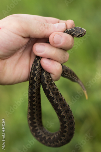 Long snake