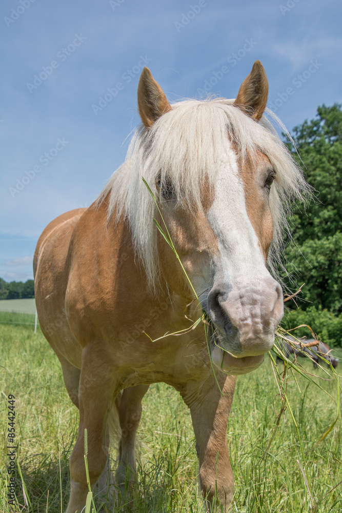 haflinger