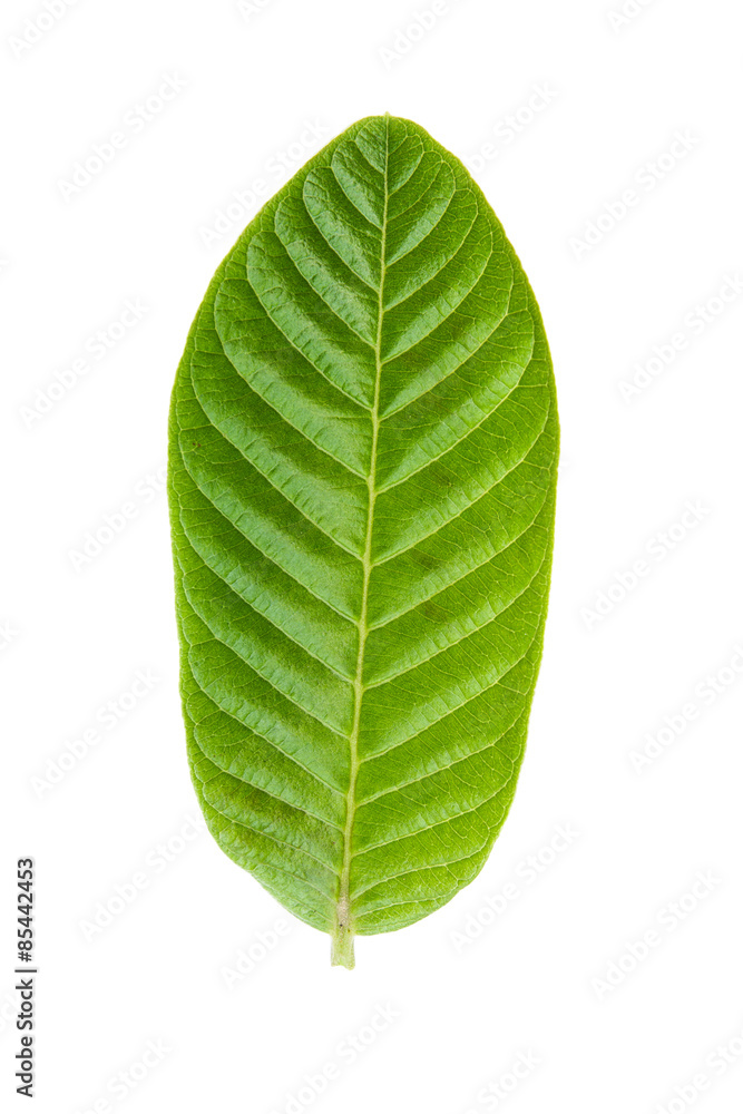 Green leaf Guava. Isolated on a white. Green leaf Guava. Isolated on a white.