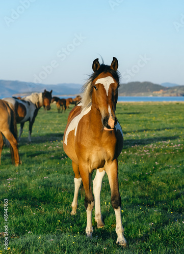 horse in the nature reserve of Lake Baikal