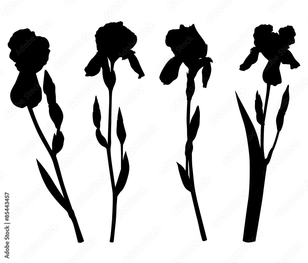 Plakat Set silhouette of iris pogon