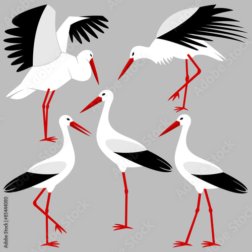 Stork