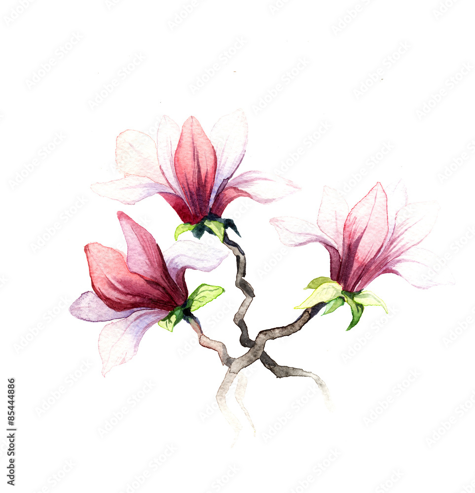 Obraz premium the magnolia flowers watercolor isolated on the white background