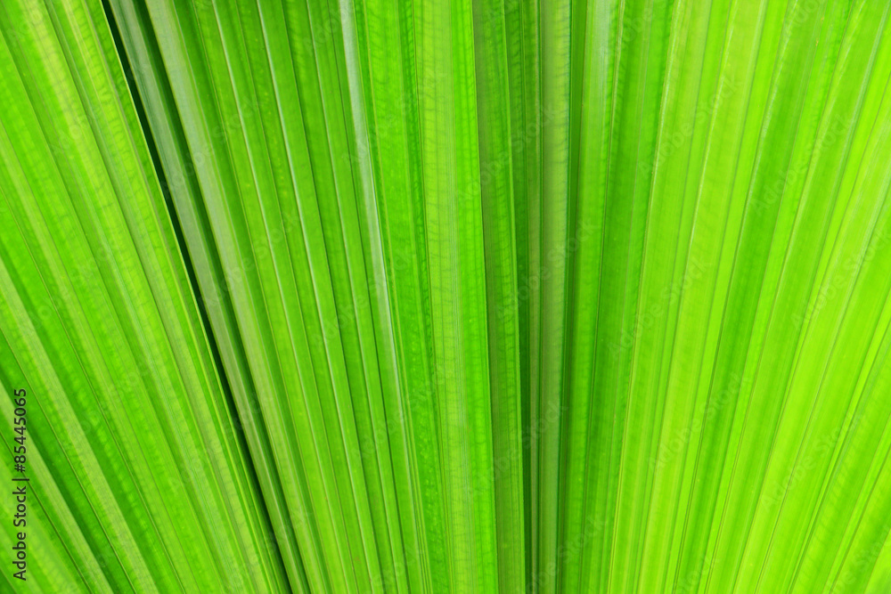 Palm leaf Palm leaf