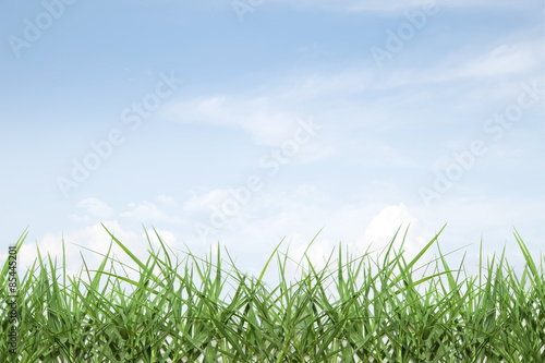 fresh spring grass with blue sky