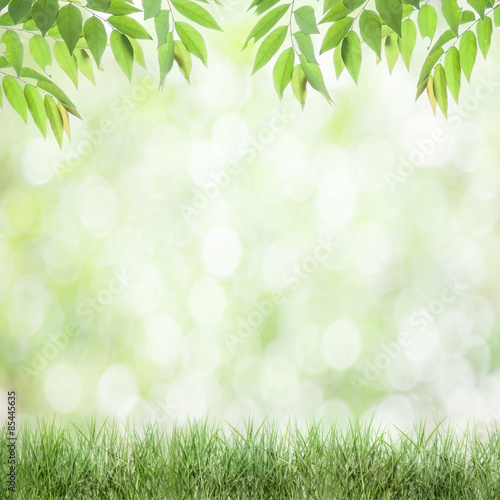  fresh green leaves natural green background