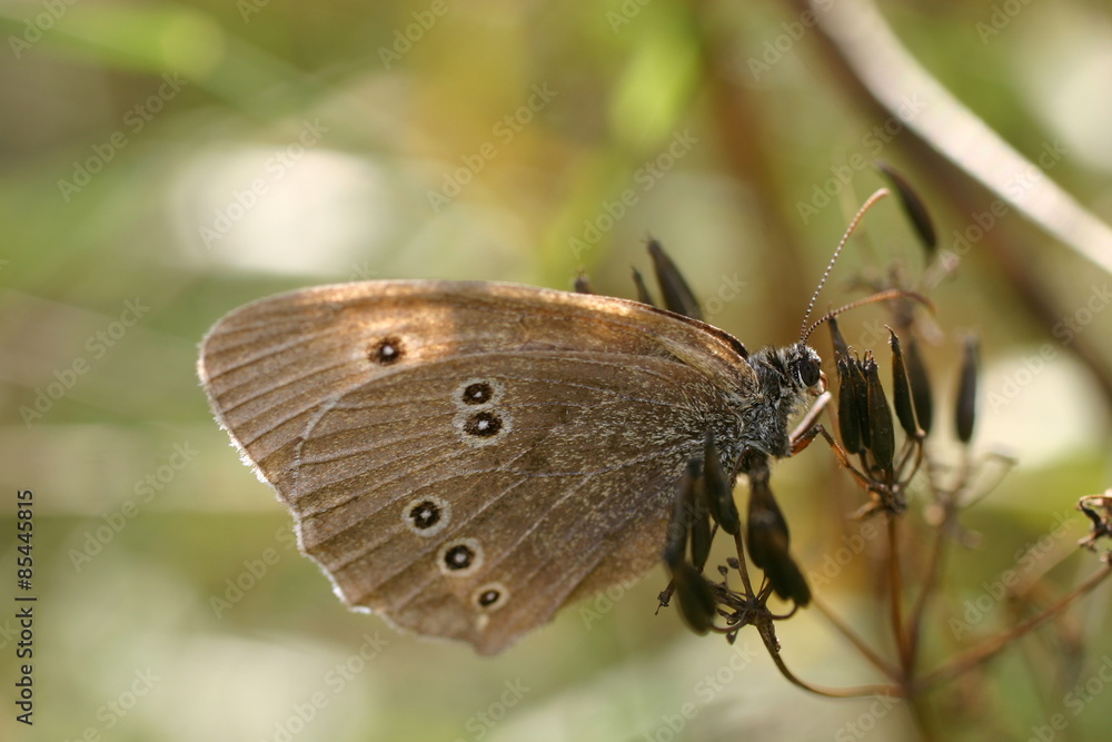 Butterfly Butterfly
