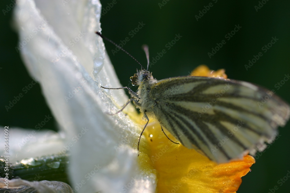 Obraz premium Butterfly