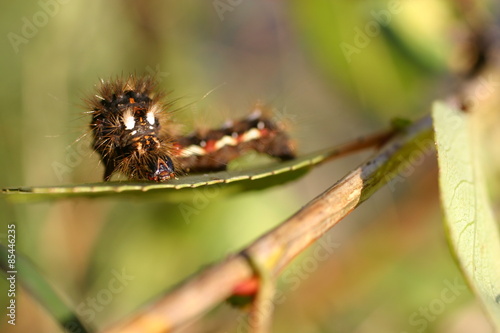 Caterpillar © ranniptace